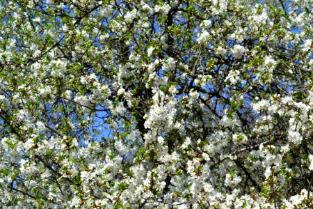 The trees bloomed