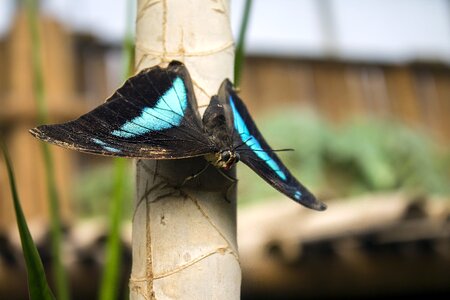 Garden wings animal