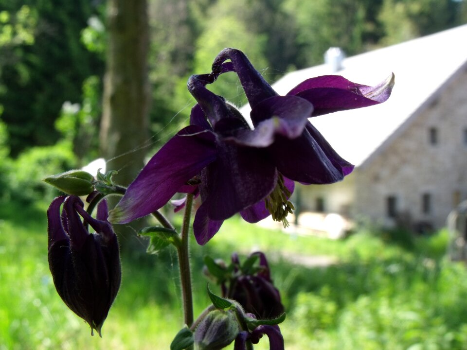 Dark purple flora violet photo