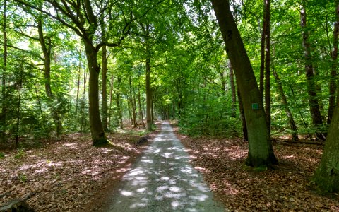 Wyspa Wolin