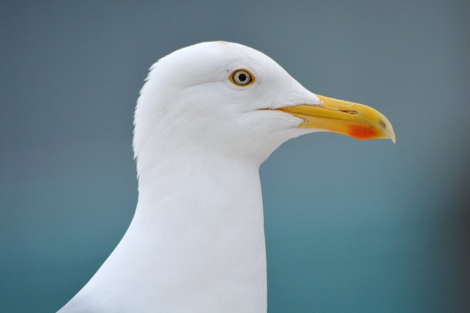Bird beak babu