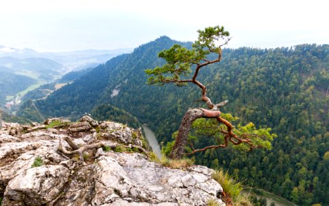 Szczawnica