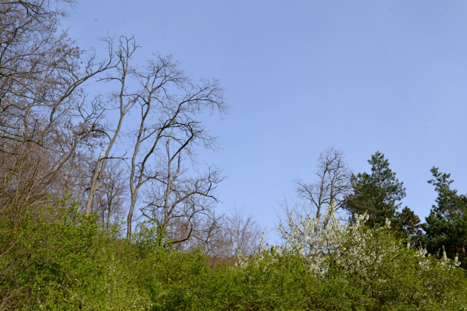Landscape with nature