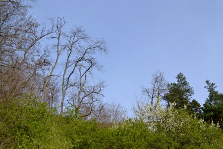 Landscape with nature