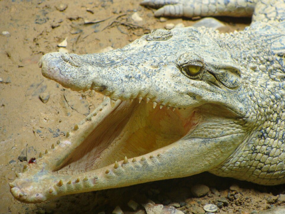 Animals creeping things teeth