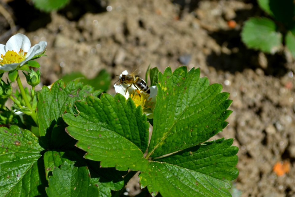 Strawberry flower