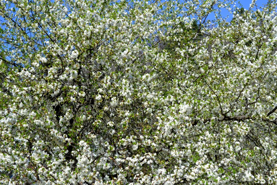 The trees bloomed
