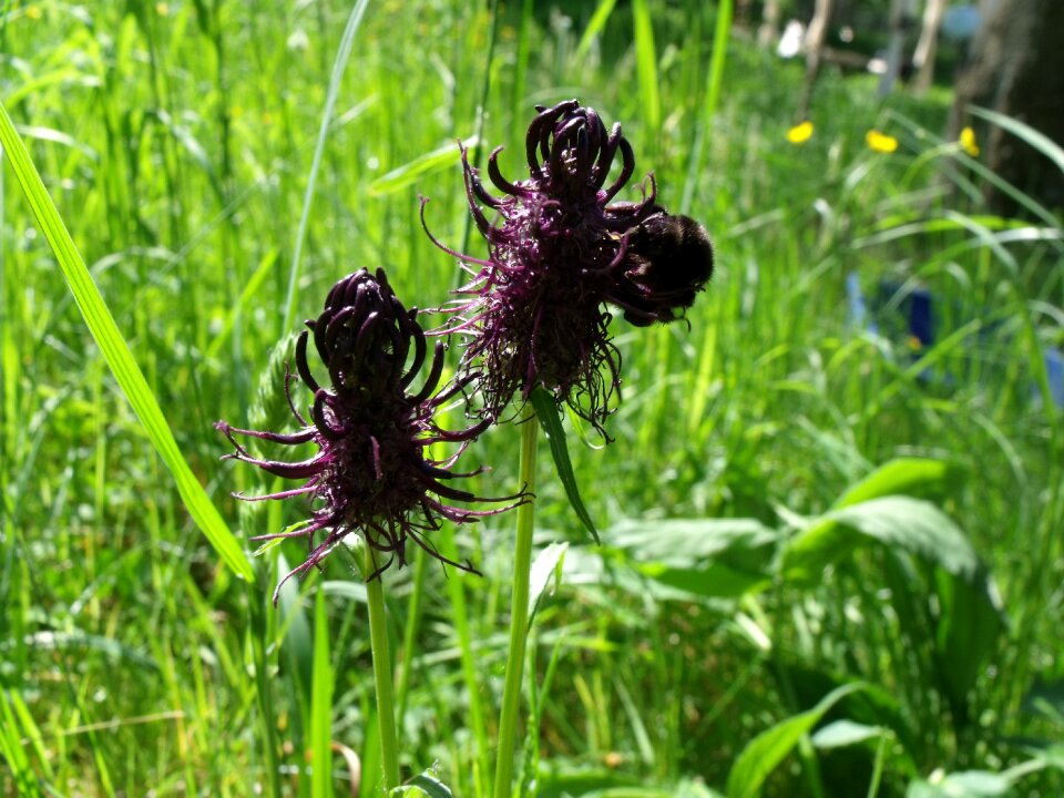 Blossom bloom wild flower