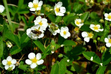 Flower of wild strawberry