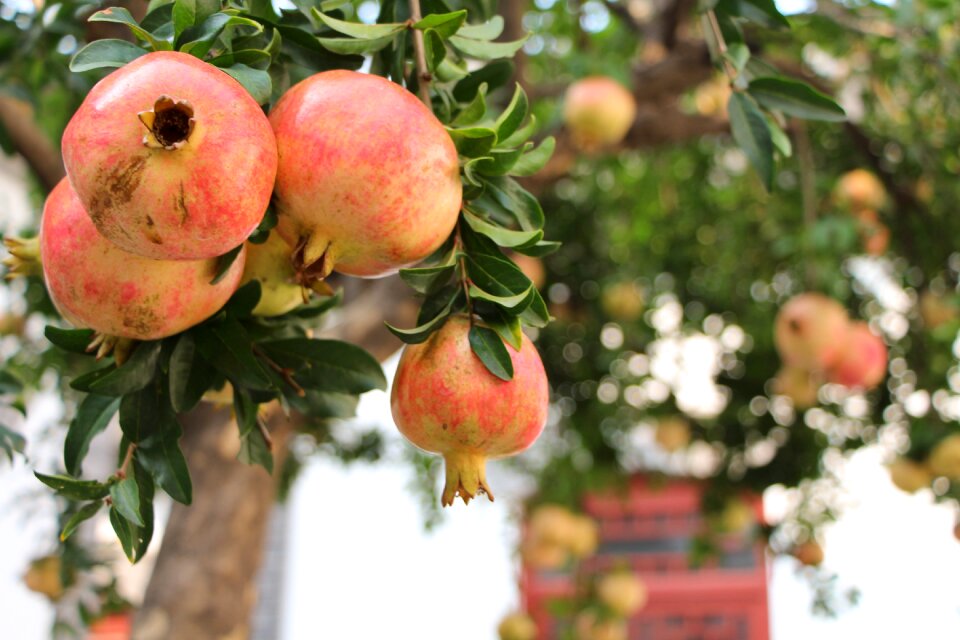 Pomegranate fruit memorial