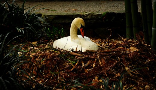 Brissago islands swan