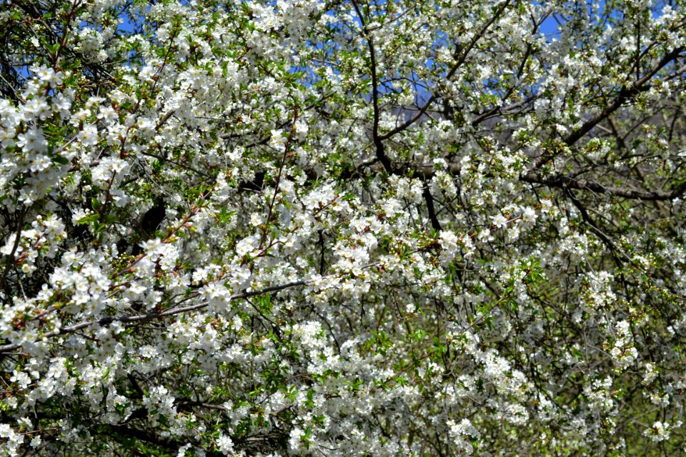 The trees bloomed