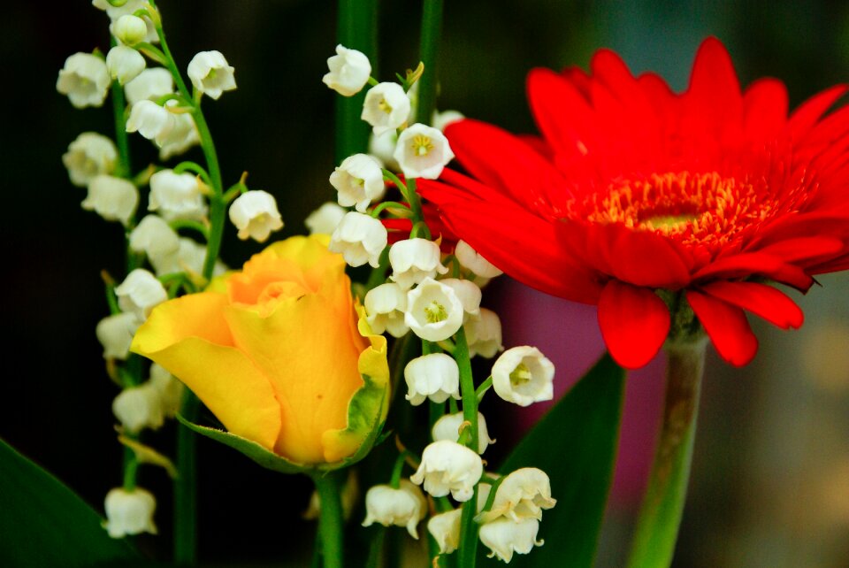 Marguerite lily of the valley thrush