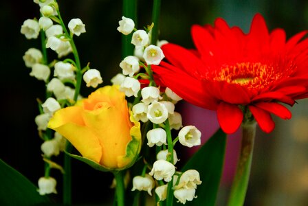 Marguerite lily of the valley thrush photo