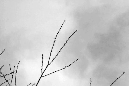 black and white