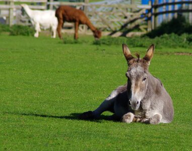 Livestock grass summer