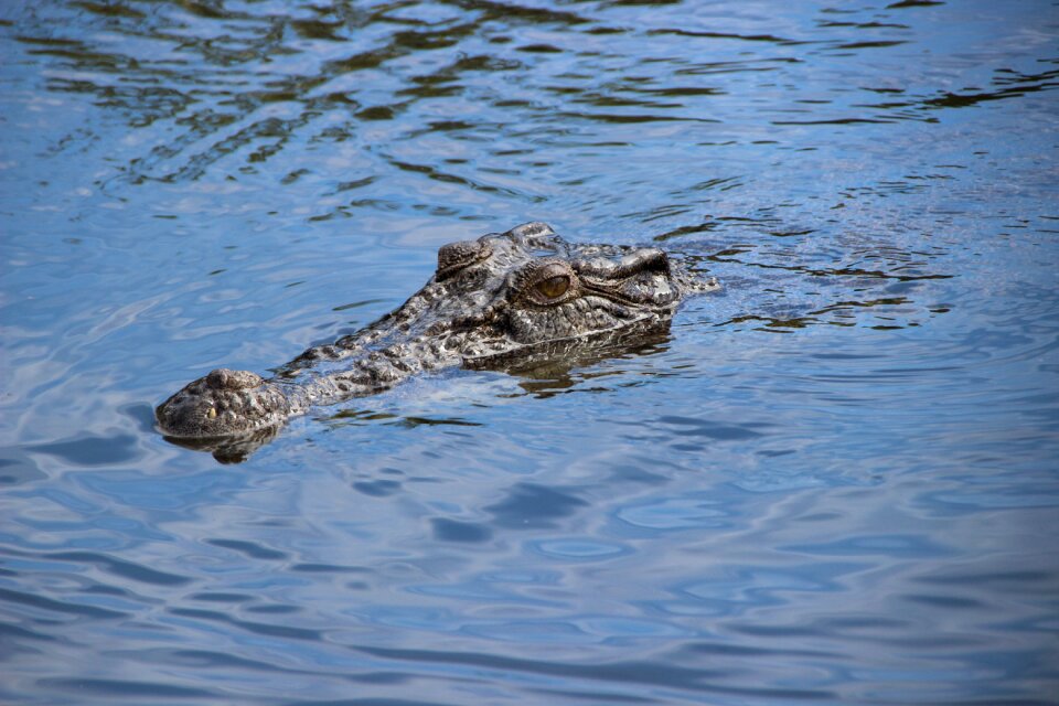 Australia nature animal