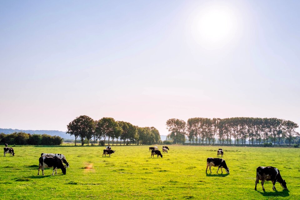 Farm animal green photo