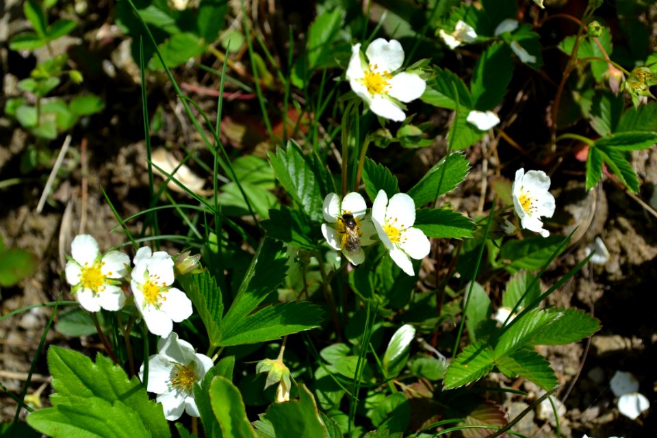 Flower of wild strawberry