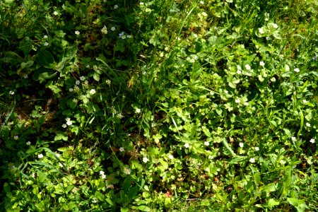 Flower of wild strawberry