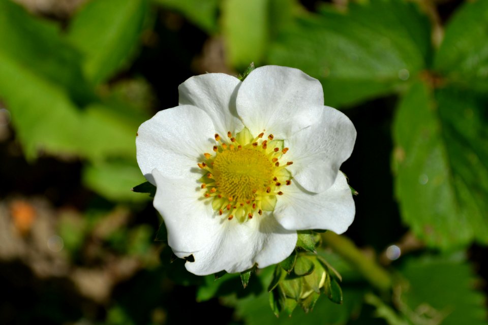 Strawberry flower