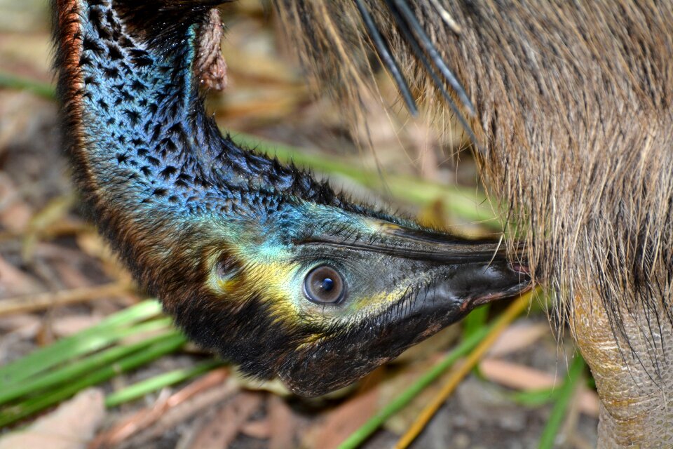 Close up head animals
