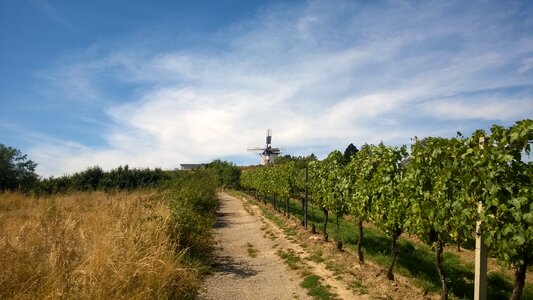 Vines mill landscape photo