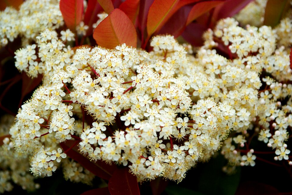 White flower garden