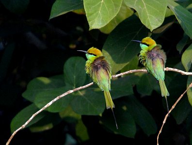 Green Bee eater photo