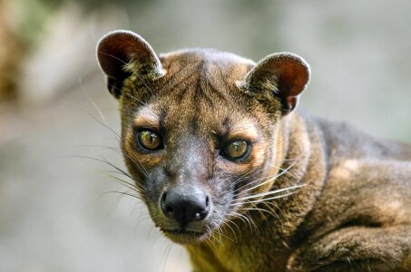 Predator carnivore mammal
