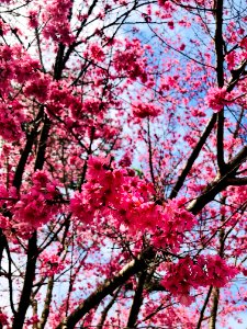 Who Needs a Man When Mother Nature Gives You Flowers on Valentine's Day?