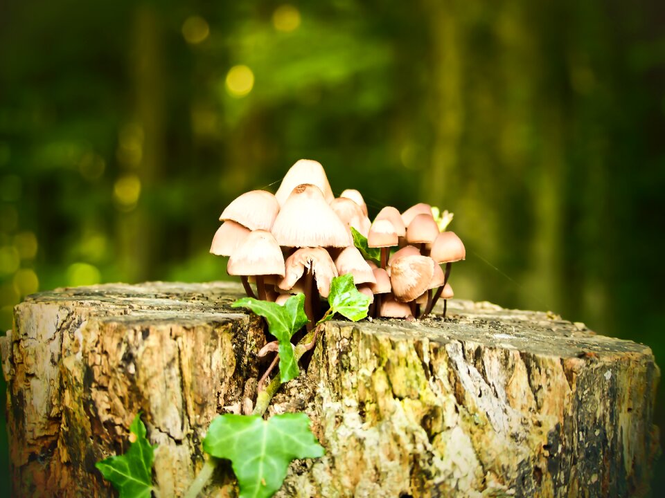 Forest mushroom wood