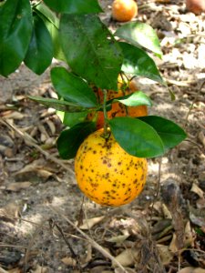 20191206-APHIS-CHRP-0035