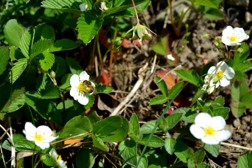 Flower of wild strawberry