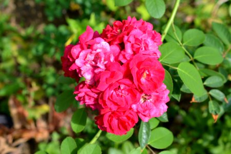 roses photo