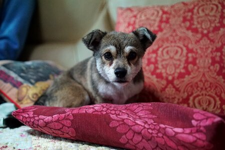 Stare cushions sofa photo