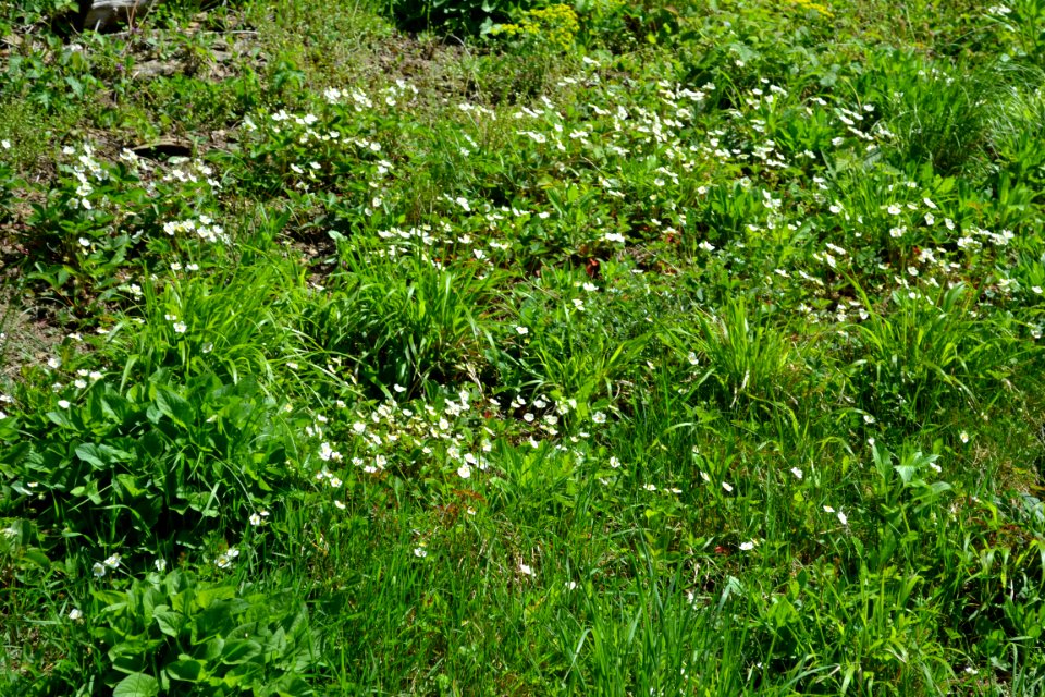 Flower of wild strawberry