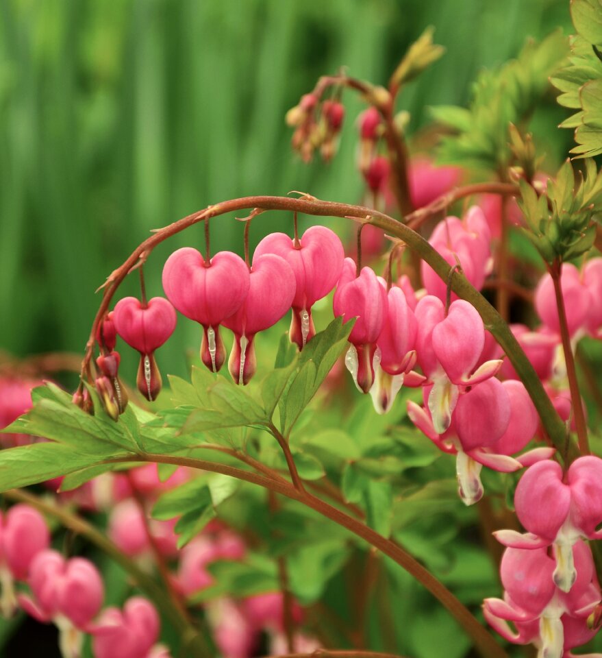 Bloom garden flowers