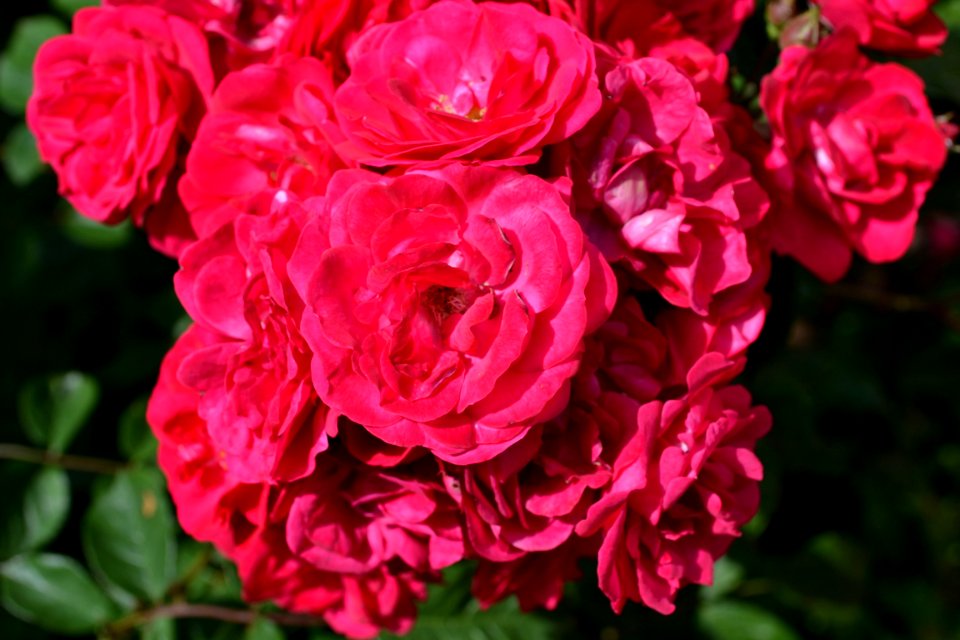 roses photo