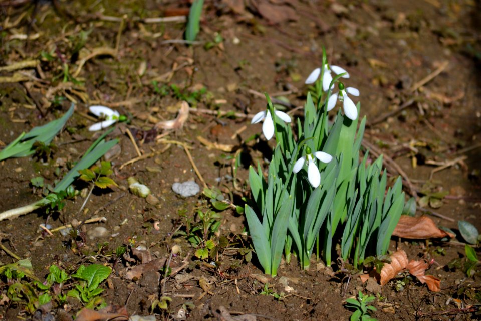 snowdrop