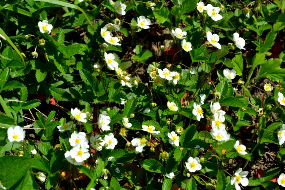 Flower of wild strawberry