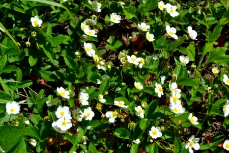 Flower of wild strawberry