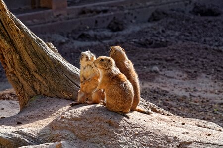 Marmot rodent zoo photo