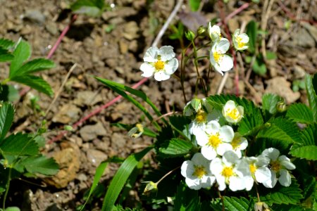 Flower of wild strawberry photo