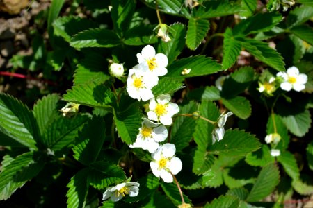 Flower of wild strawberry