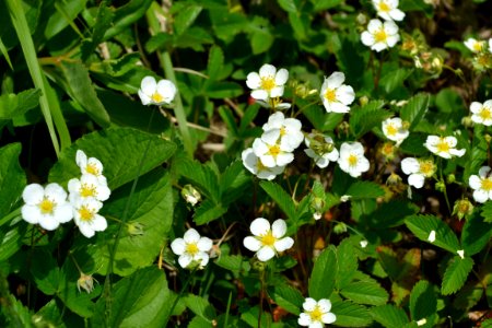 Flower of wild strawberry