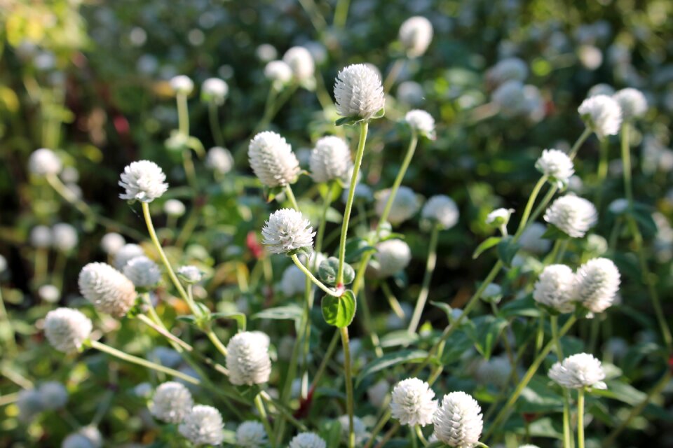 Nature flora garden
