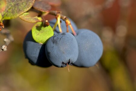 Berry ripe bush photo