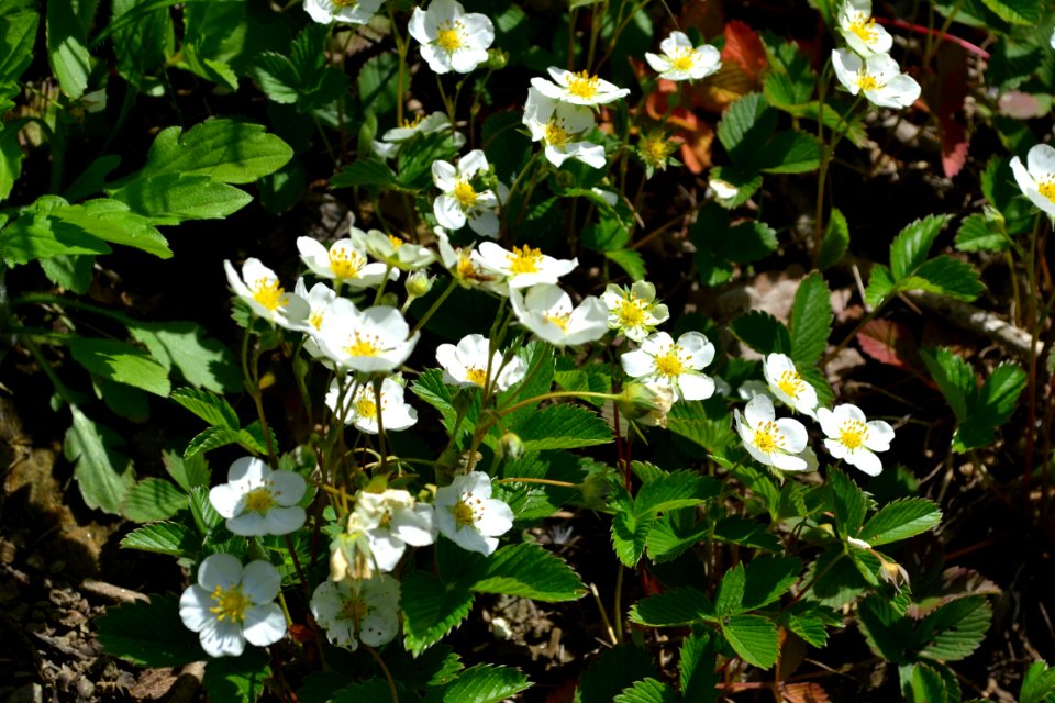Flower of wild strawberry