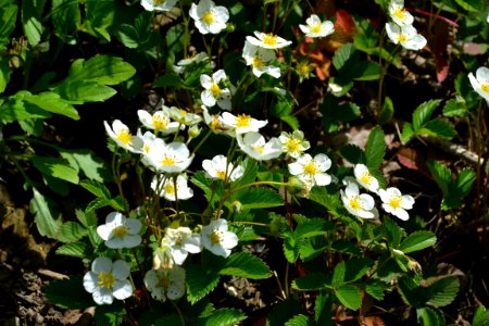 Flower of wild strawberry